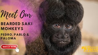 Meet Our BlackBearded Saki Monkeys [upl. by Johst200]