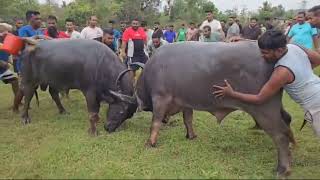 Bullfights Goa  Traditional Dhirio Sport  Goan Dhirio Sport [upl. by Erdrich362]