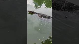 Giant Monitor Lizard Swimming in Thailand Park shorts [upl. by Sidra995]