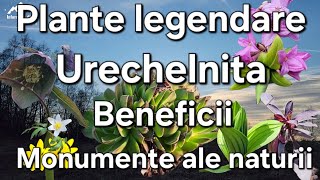 Plante legendare rare Spanzul Urechelnita Ce proprietăți au  identificare [upl. by Lizned]