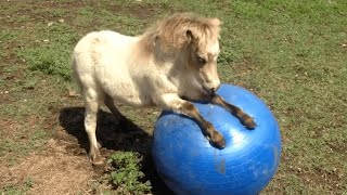 FUNNIEST Pet Fails 🤣 😂  Best Compilation 2023 [upl. by Bergen446]