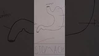 stomach diagram📚anatomy of stomach✍️physiology of stomach📚function of stomach🩸Stomachकि संरचना [upl. by Dash]