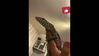 Nile monitor growth in 11 months youtube reptiles subscribe exoticpets nilemonitor fyp [upl. by Latty155]