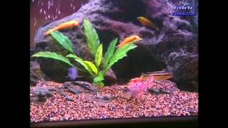 Substrate and Decorations Best for CICHLIDS [upl. by Leirol]