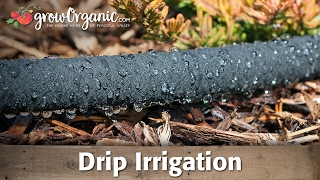 Using Drip Irrigation to Save Water in Your Garden [upl. by Pedrick314]