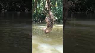 🦥ThreeFingered Sloth Hanging Over a River in Costa Rica [upl. by Yniattirb]