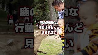 奈良公園の鹿が迷惑中国人にブチギレ！鹿が日本人にだけ優しい理由… 海外の反応 奈良公園 鹿 [upl. by Noslen618]