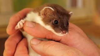 Rescuing Baby Stoats Ready For Life in the Wild  Rescued amp Returned to the Wild  Robert E Fuller [upl. by Mosenthal]