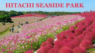 Hitachi Seaside Park Japans Largest Kochia Garden [upl. by Brigit]