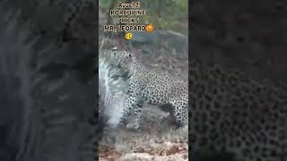 🫨PORCUPINE PRICKS Mr LEOPARD funnyfunnyshortsfunfunnyvideoviralviralshortviralvideofyp [upl. by Werda448]