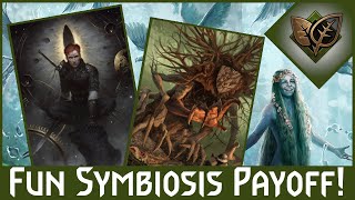 Symbiosis Got Some New Options Gwent Scoiatael Natures Gift Deck [upl. by Rose]