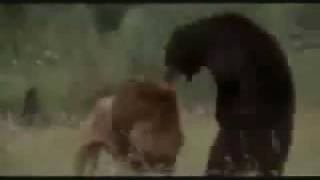 Huge African Lion vs American Black Bear [upl. by Min]