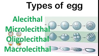 types of egg in hindi  alecithalmicrolecithalmesolecithalmacrolecithal egg [upl. by Lederer617]