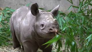 Tiny Baby Rhino Romps And Plays With Mom [upl. by Trbor676]