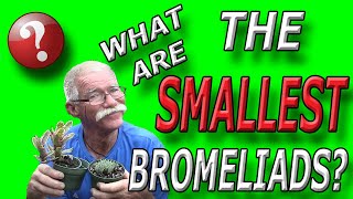 What Is The Smallest Bromeliad [upl. by Kiri]