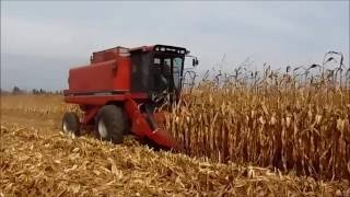 Case IH 1620 Combining Corn [upl. by Analihp85]