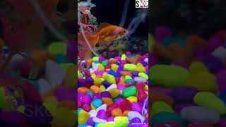 New family member added aquarium aquariumlover fish fishingvideo fishlover trending bhojpuri [upl. by Sessler506]