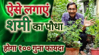 ऐसे लगाएं शमी का पौधा 🪂 होगा १०० गुना अधिक फायदा  Grow Prosopis Shami for Best Results [upl. by Ohnuj125]