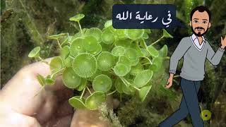 Acetabularia life cycle دورة حياة الطحلب الأخضر أسيتابيولاريا [upl. by Ateerys]