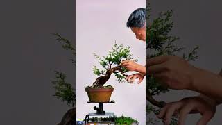 Hướng dẫn tạo cây cảnh đẹp cho người mới bắt đầu bonsai bonsaiideas bonsaitree bonsaivietnam [upl. by Aisek775]