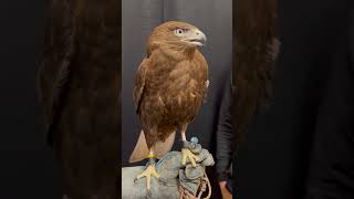 Redtailed hawk X Ferruginous hawk hybrid falconry wildlife [upl. by Axel]