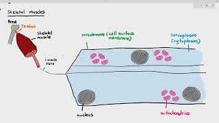 1515 Skeletal Muscle Structure Cambridge AS A Level Biology 9700 [upl. by Patterson694]