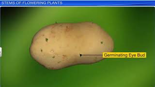 CBSE Class 11 Biology  5  Morphology of Flowering Plants  Full Chapter  NCERT Animation  JEE N [upl. by Curry]