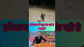 Haryana Election Result आते ही Jalebi Trending में है haryanaelection haryanaelection2024 jalebi [upl. by Lisandra]