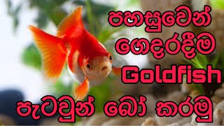 How to breed goldfish easilySinhala [upl. by Zoi]