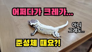 매니아방문 이제 이곳은 줄을 설지도 모릅니다 yangsanajae 크레인데 왜 amazing pin crested [upl. by Peppy]