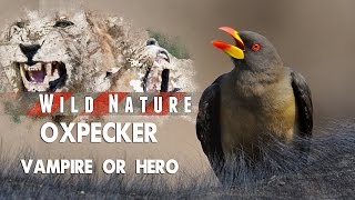 Oxpecker – Hero or Villain  WILD NATURE [upl. by Kelly]