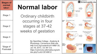 Normal labor ordinary delivery [upl. by Rashida]