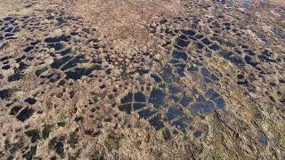 Ockerton Court peatlandrestoration  creating the South West Flow Country dartmoor [upl. by Ehcadroj]