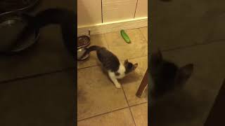 CAT VS CUCUMBER [upl. by Akinat]