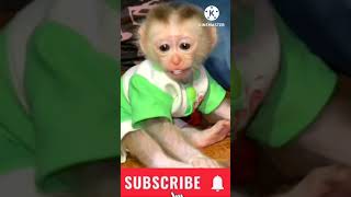 Amma Avani Song RajannaNagarjunaShortsMonkey [upl. by Katz]