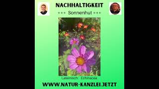 Sonnenhut ohne Sonnenbrand wwwschmidtchenservices YT092024 [upl. by Lashondra]