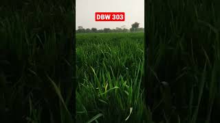 DBW 303 NEW WHEAT VARIETY [upl. by Schurman516]