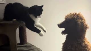 Standard Poodle vs Tuxedo Cat  Round 5 [upl. by Ahsilaf]