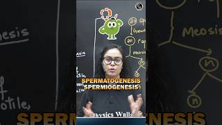 Spermatogenesis vs Spermiogenesis Important Confusing Terms for Neet Exam neet2025 neetpreparation [upl. by Ydnes]