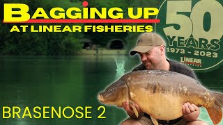 BIG HIT FISHING AT LINEAR FISHERIES [upl. by Yreffoeg]