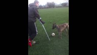 pup deerhound x retrieving [upl. by Aissak]