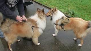 ROUGH COLLIE MEETS HIS MUM amp DAD ON HIS FIRST BIRTHDAY [upl. by Olympia]