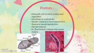 Differences between bacteria and protists [upl. by Bobbie]