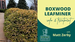 Boxwood Leafminer Treatment [upl. by Gaither124]