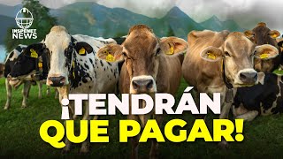 Ganaderos pagarán impuesto por el metano de sus vacas  INSPENET NEWS [upl. by Acirred]