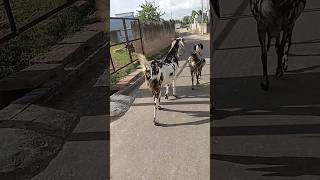 Bakri ki Awaz  Abc 🍓 Goats video 🐐🐐🐐 Omnomnom Bakri Story 😁 Wow youtube shorts goat animals [upl. by Ainirtak359]