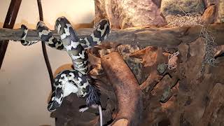 Carpet python live feeding [upl. by Alfredo]