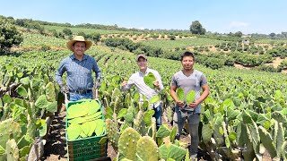 Huerta de NOPAL VERDURA SAGRADO para los mexicanos  Mayores productores de esta VERDURA en México [upl. by Elenore]