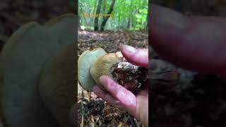 Boletus ReticulatusMay 2024 asmr asmrmushrooms fungi boletus porchini mushroomhunting [upl. by Ocnarf794]