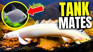 15 Best Bichir Tank Mates [upl. by Rhys504]